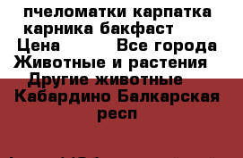 пчеломатки карпатка карника бакфаст F-1 › Цена ­ 800 - Все города Животные и растения » Другие животные   . Кабардино-Балкарская респ.